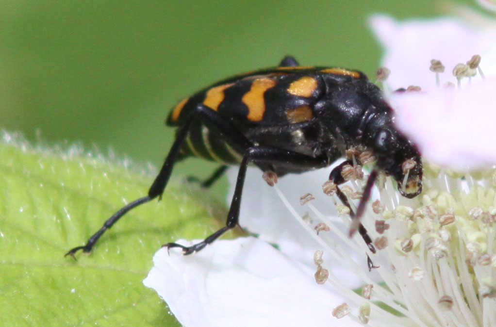 Copyright: Steve Terry