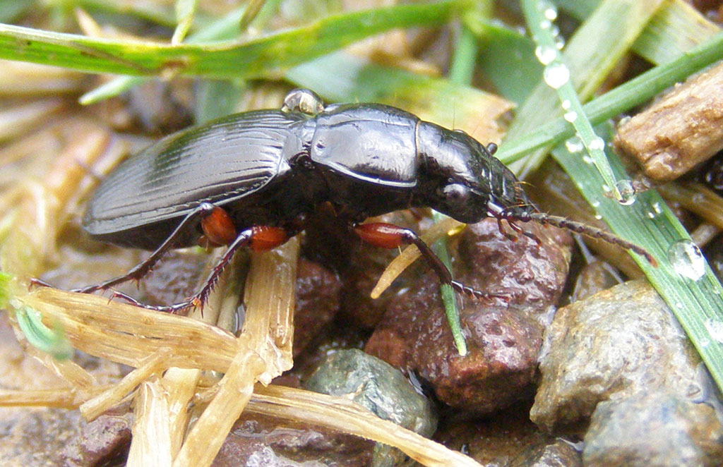 Copyright: Steve Terry