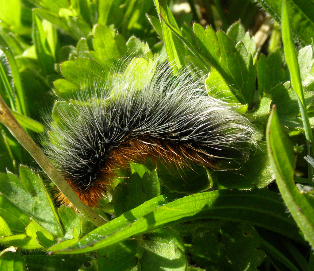 Copyright: Steve Terry