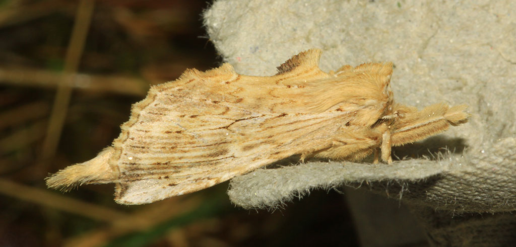 Copyright: Steve Terry