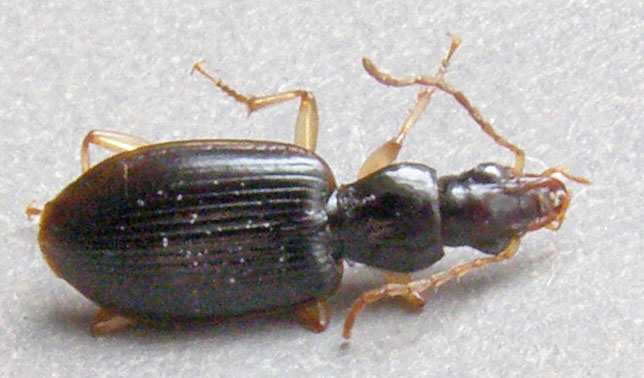 Copyright: Steve Terry