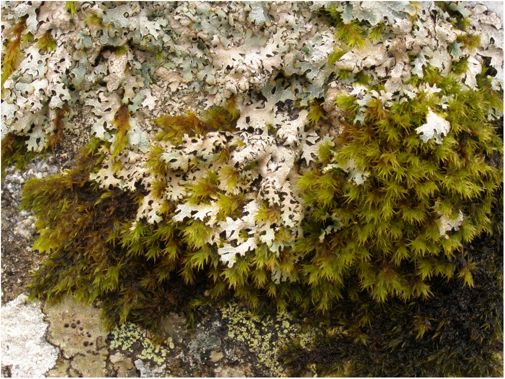 Copyright: Steve Terry