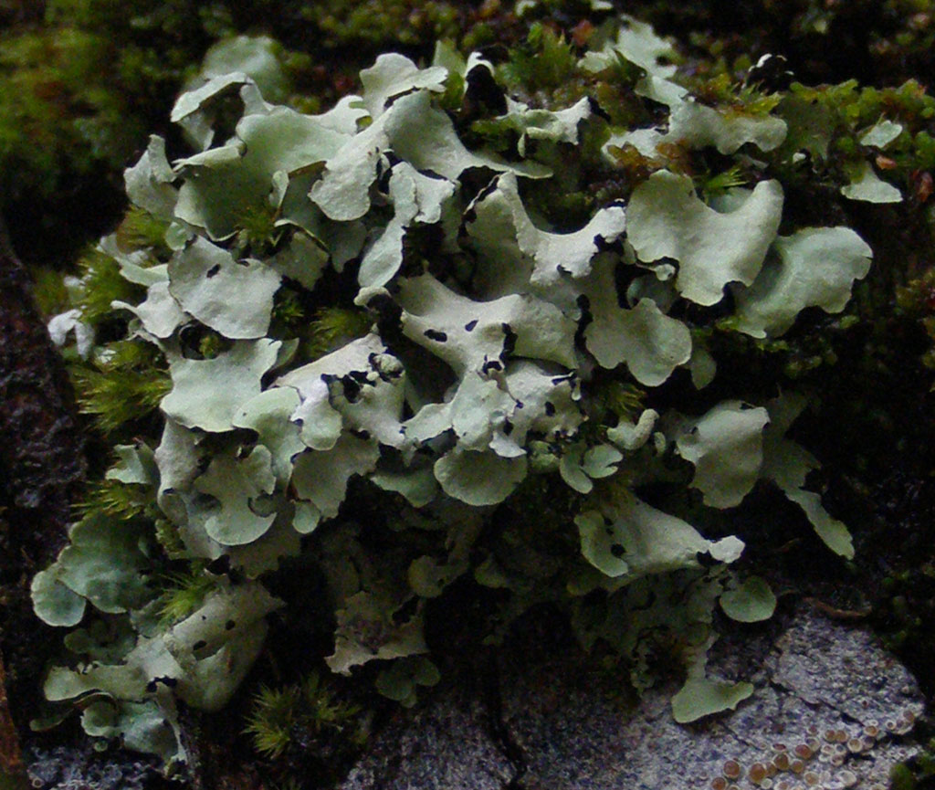 Copyright: Steve Terry