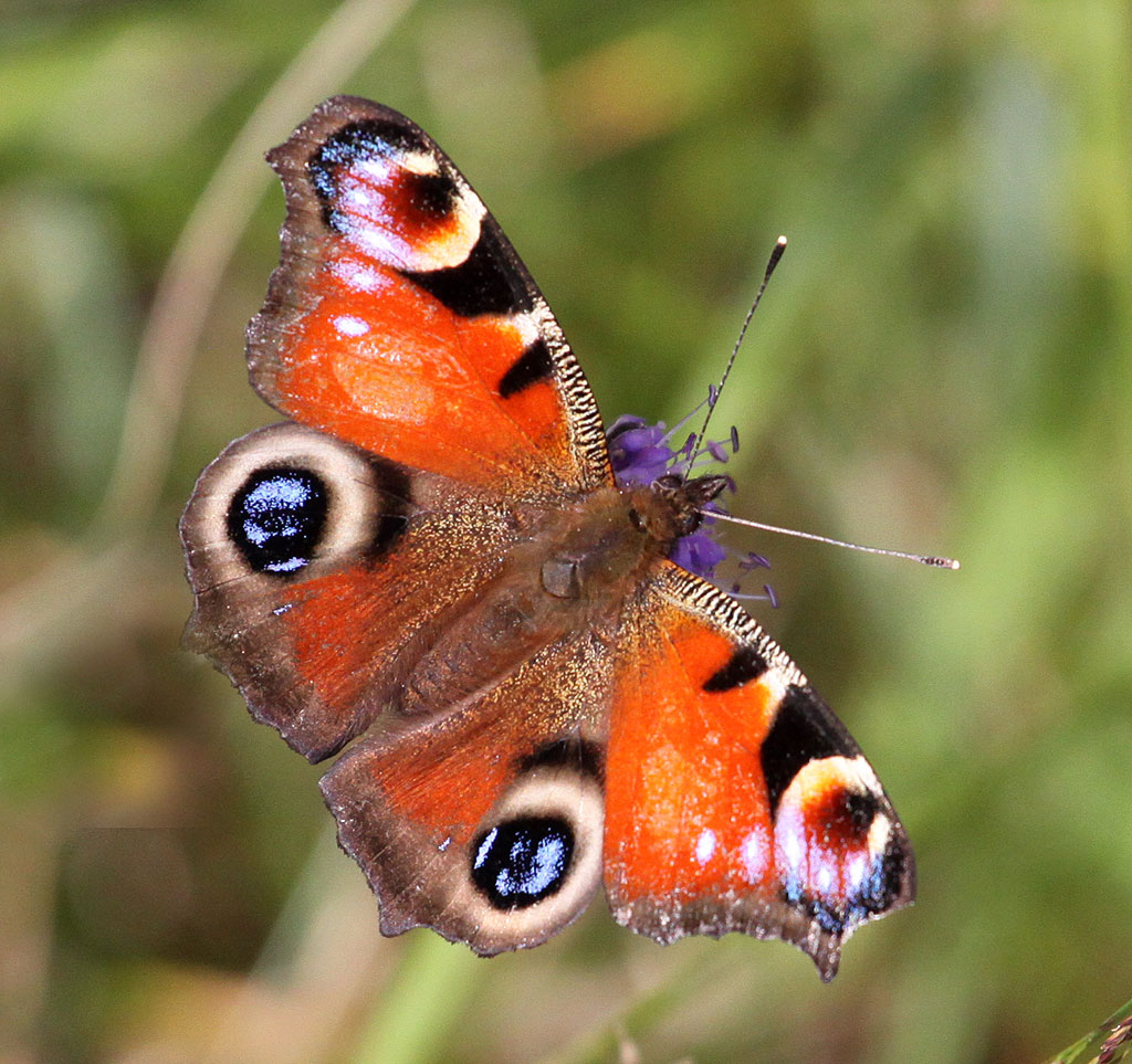 Copyright: Steve Terry