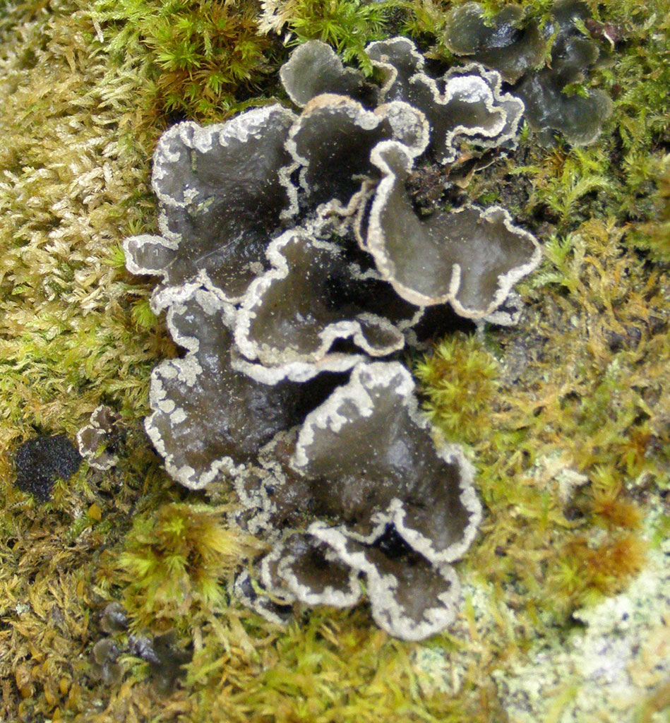 Copyright: Steve Terry