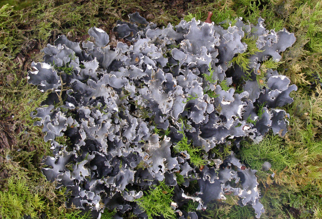 Copyright: Steve Terry