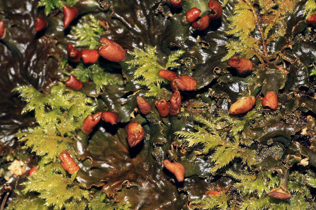 Copyright: Steve Terry