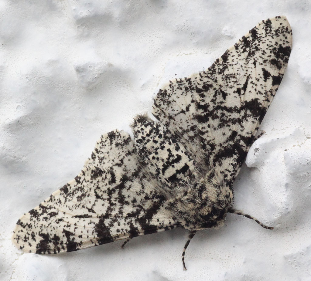 Copyright: Steve Terry