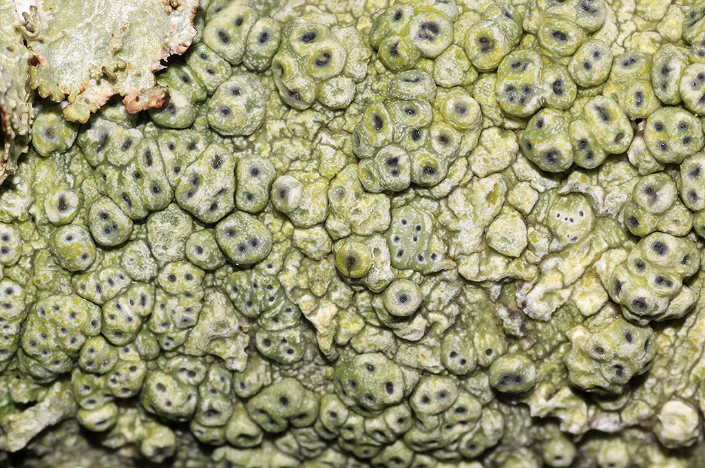 Copyright: Steve Terry