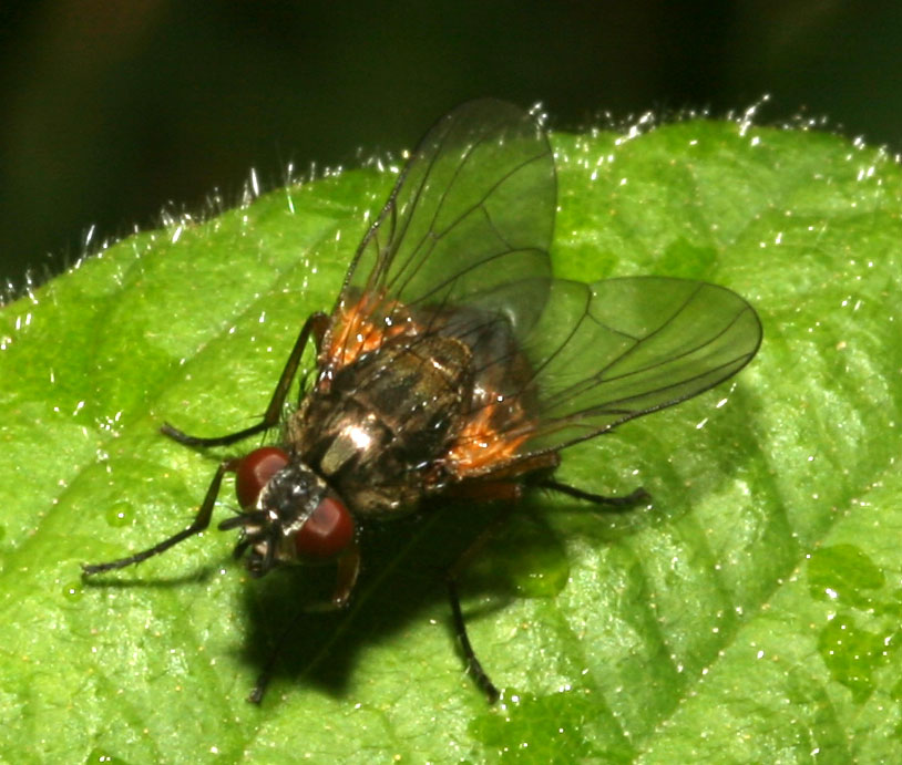 Copyright: Steve Terry