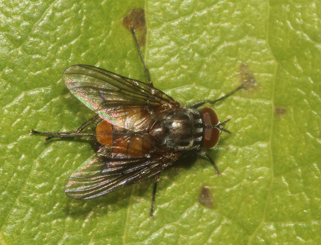 Copyright: Steve Terry