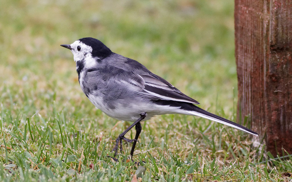 Copyright: Steve Terry