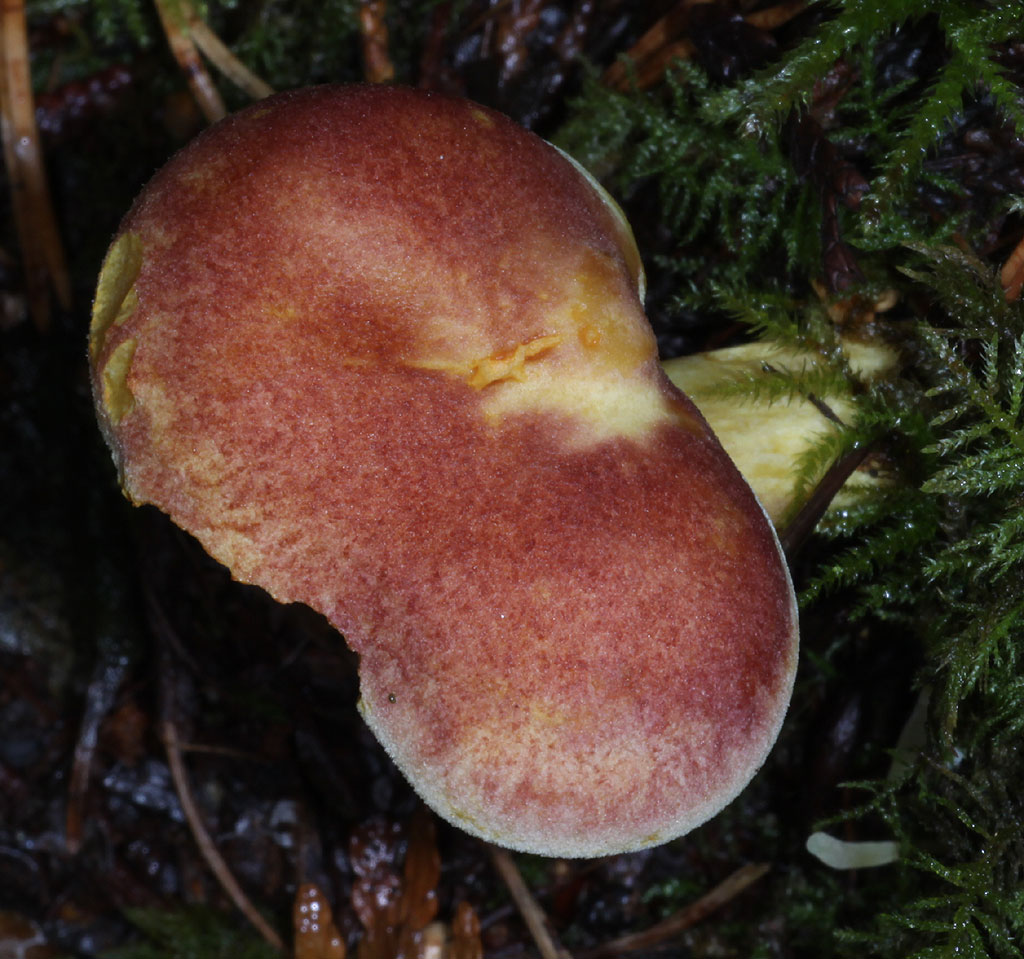 Copyright: Steve Terry