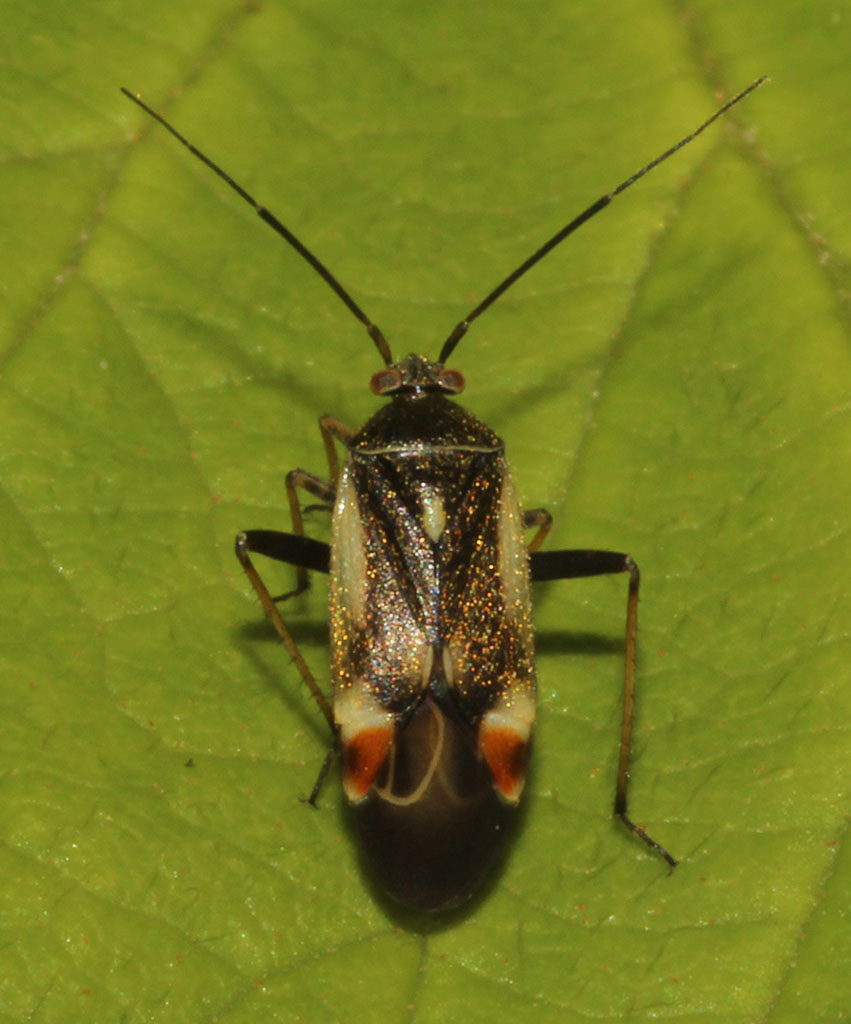 Copyright: Steve Terry