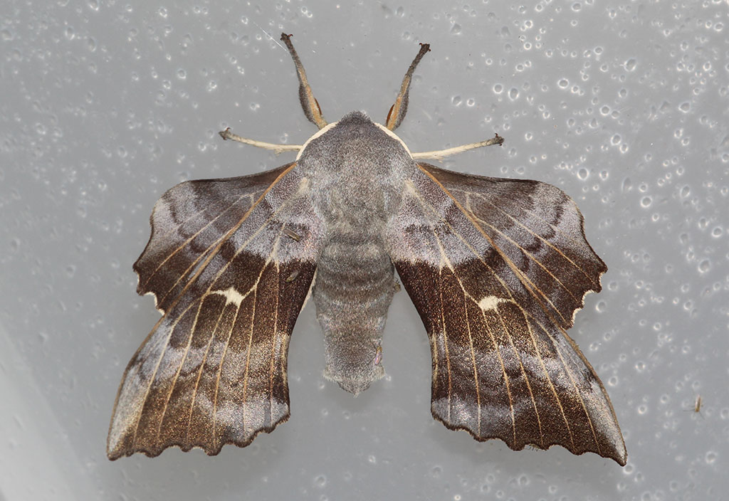 Copyright: Steve Terry