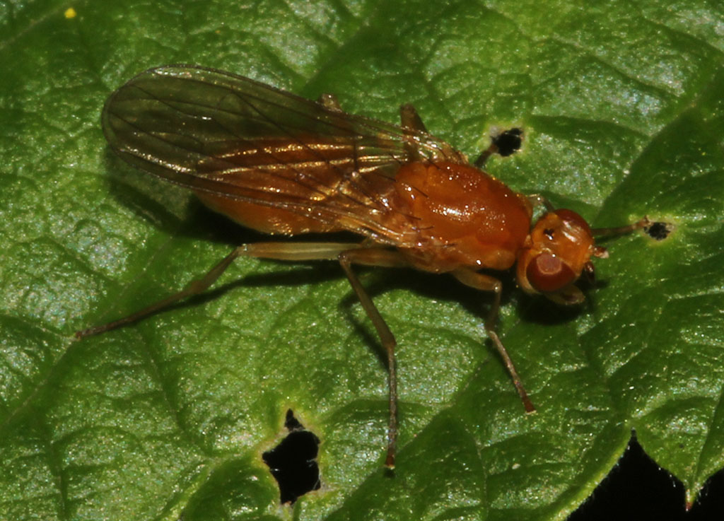 Copyright: Steve Terry