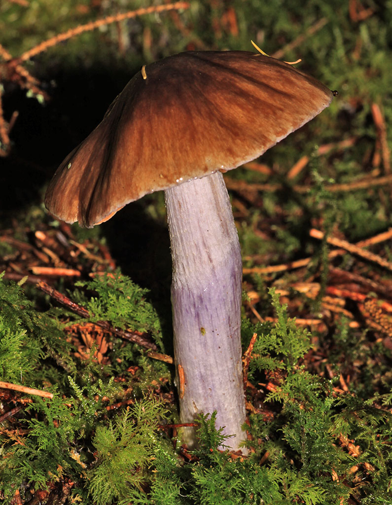 Copyright: Steve Terry