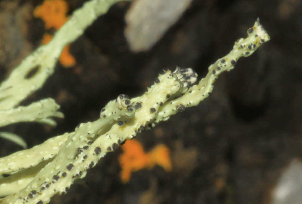 Copyright: Steve Terry