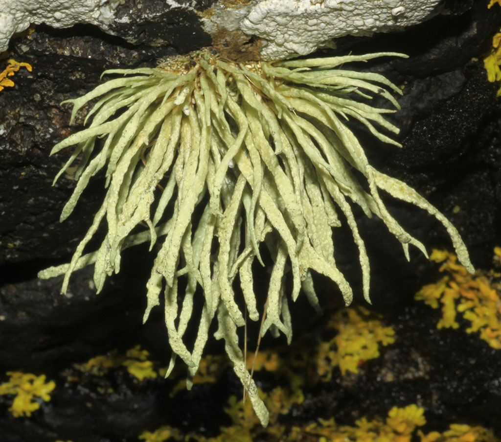 Copyright: Steve Terry