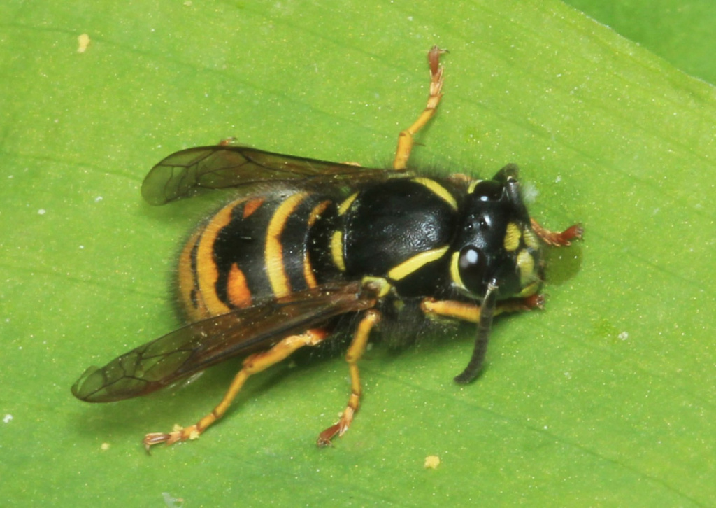 Copyright: Steve Terry