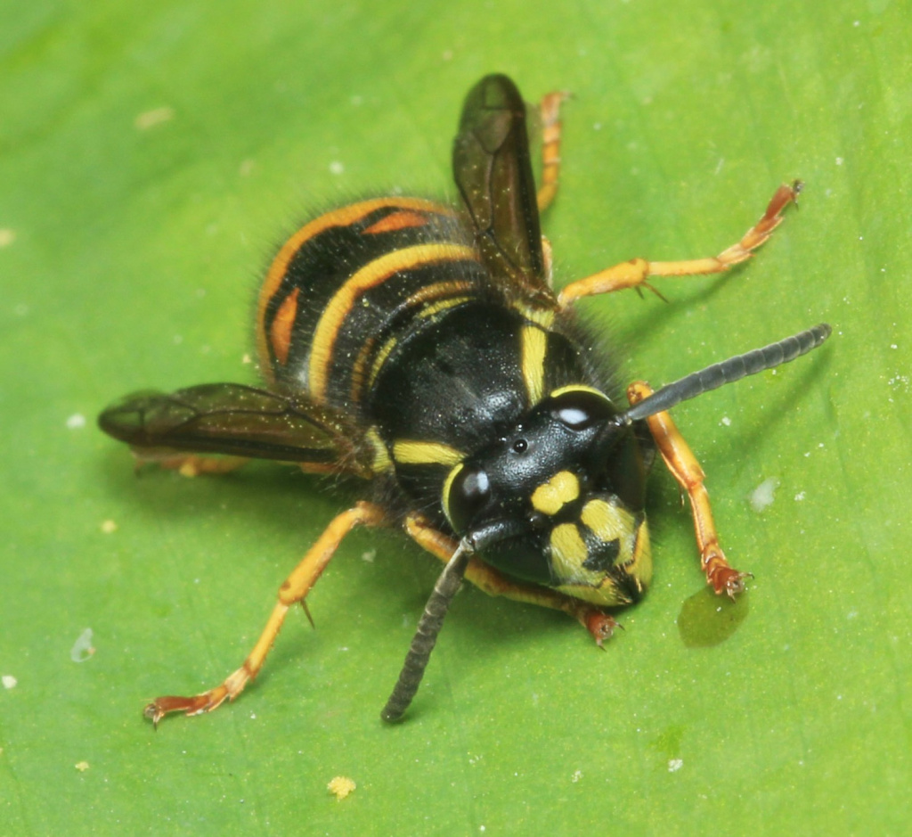 Copyright: Steve Terry