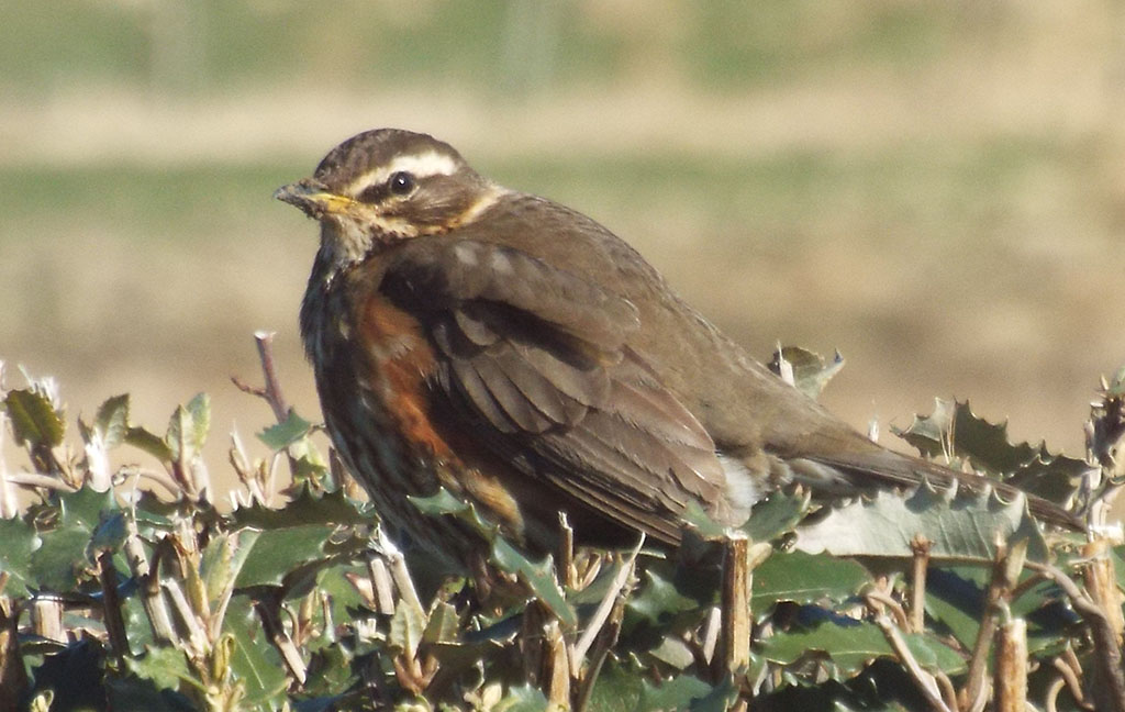 Copyright: Ray Jones