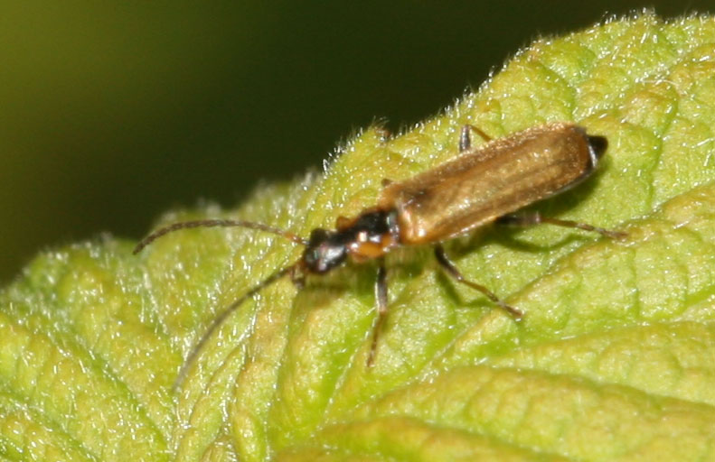 Copyright: Steve Terry