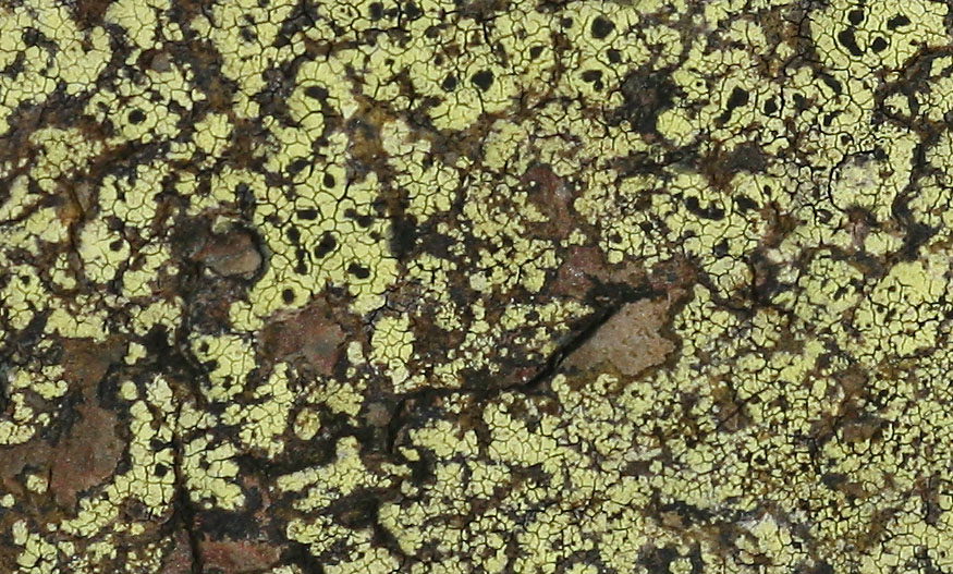 Copyright: Steve Terry