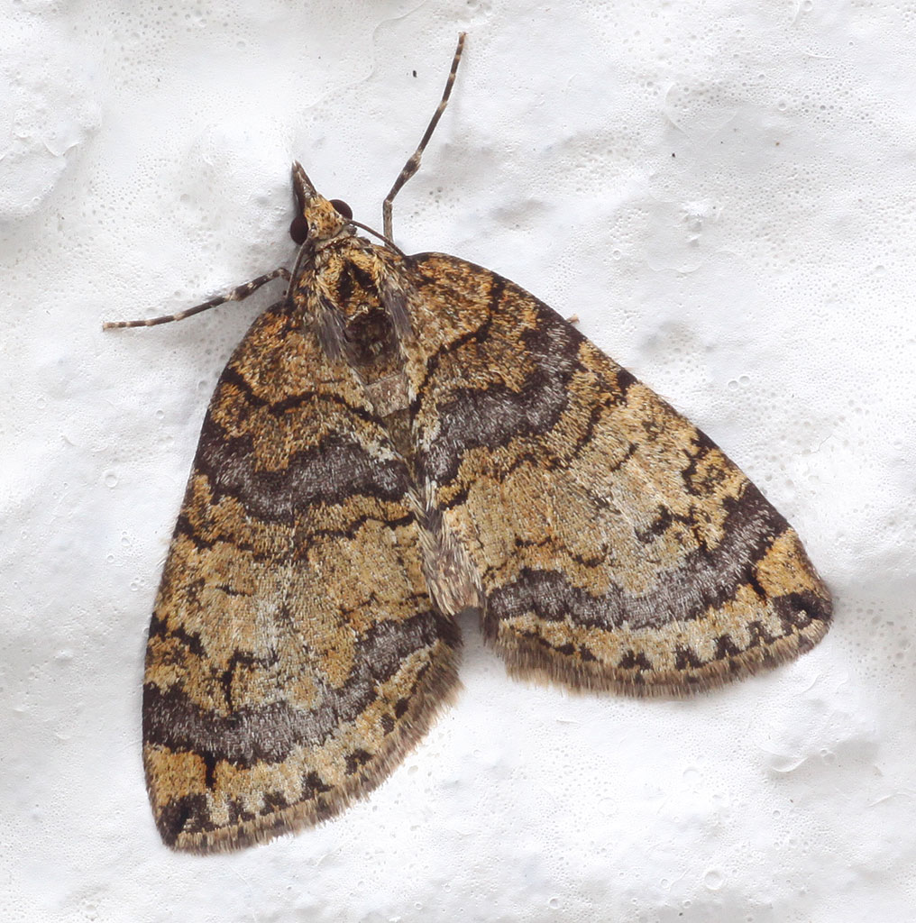 Copyright: Steve Terry