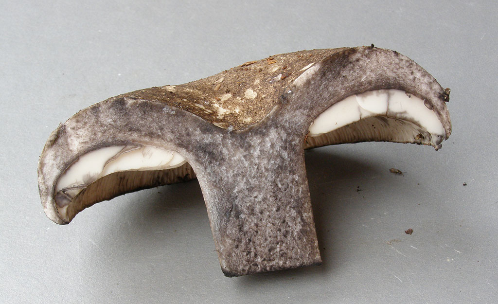 Copyright: Steve Terry