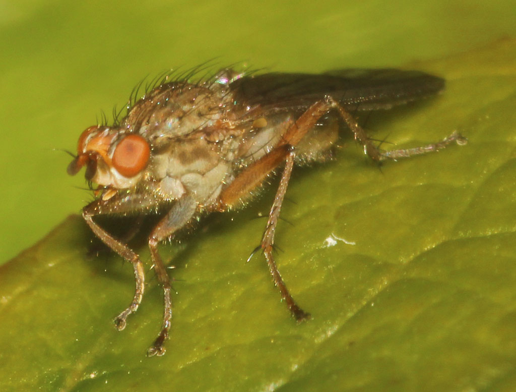 Copyright: Steve Terry