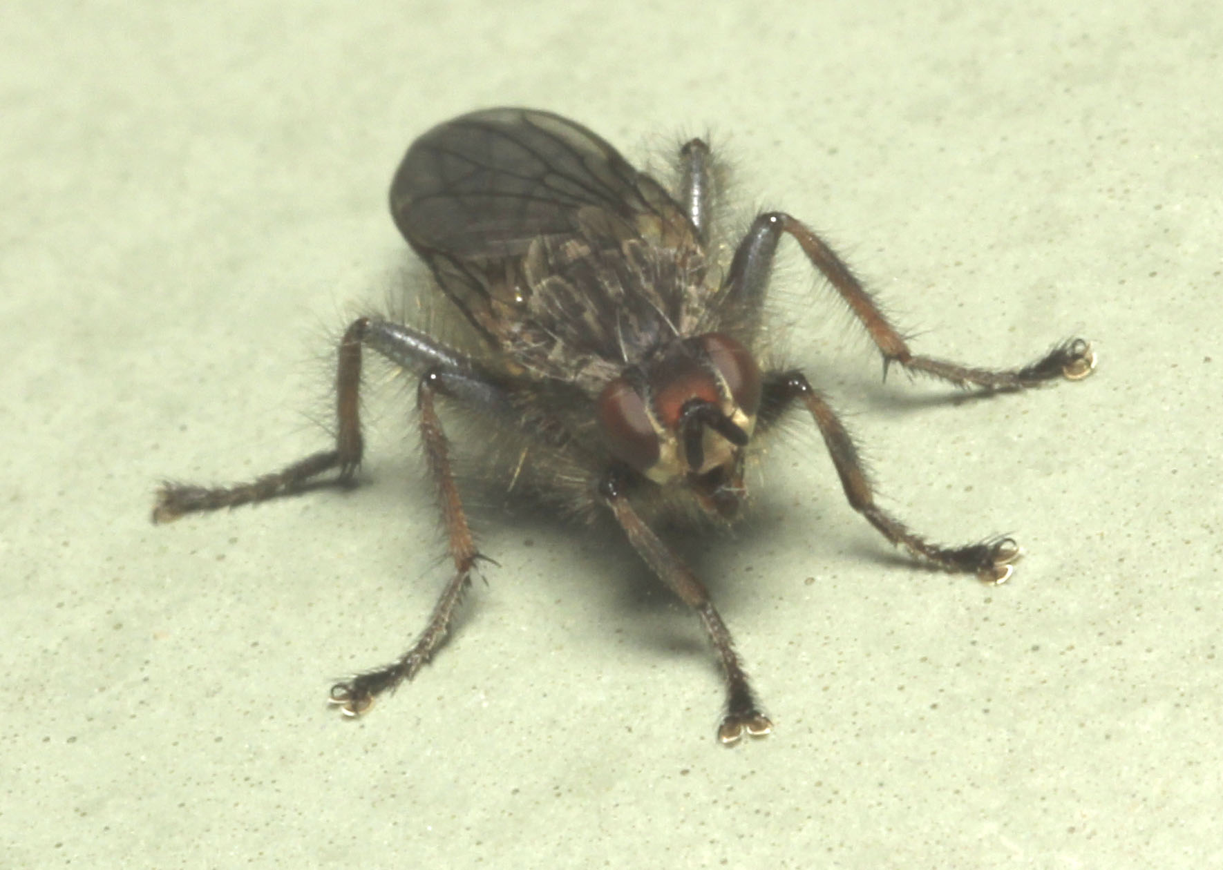 Copyright: Steve Terry