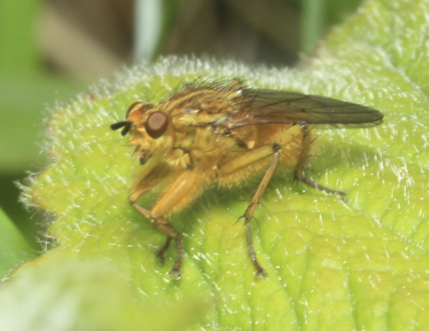 Copyright: Steve Terry