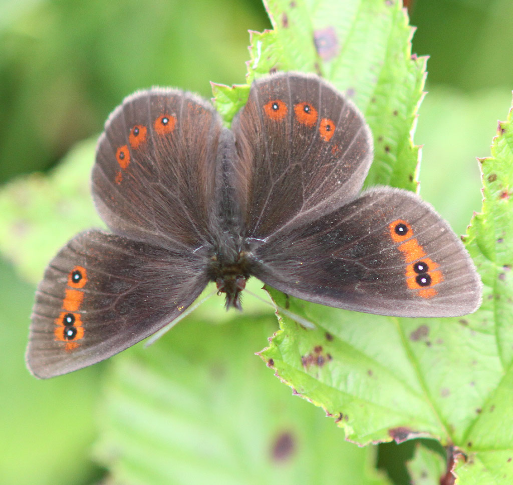 Copyright: Steve Terry