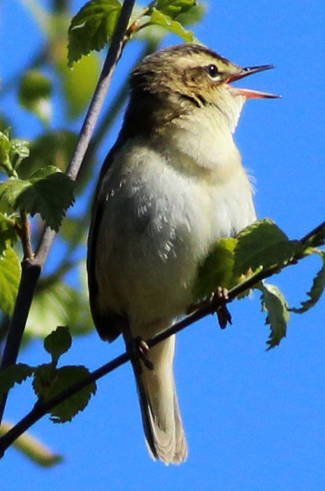 Copyright: Steve Terry