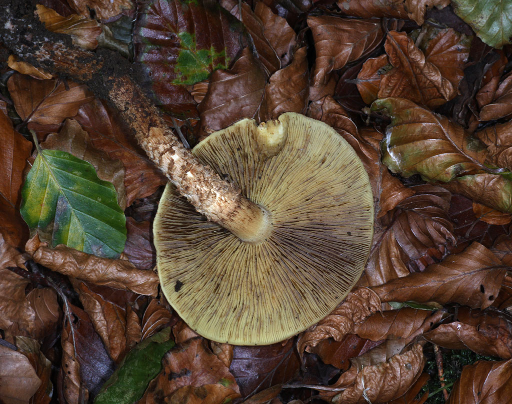 Copyright: Steve Terry