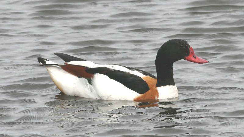 Copyright: Steve Terry