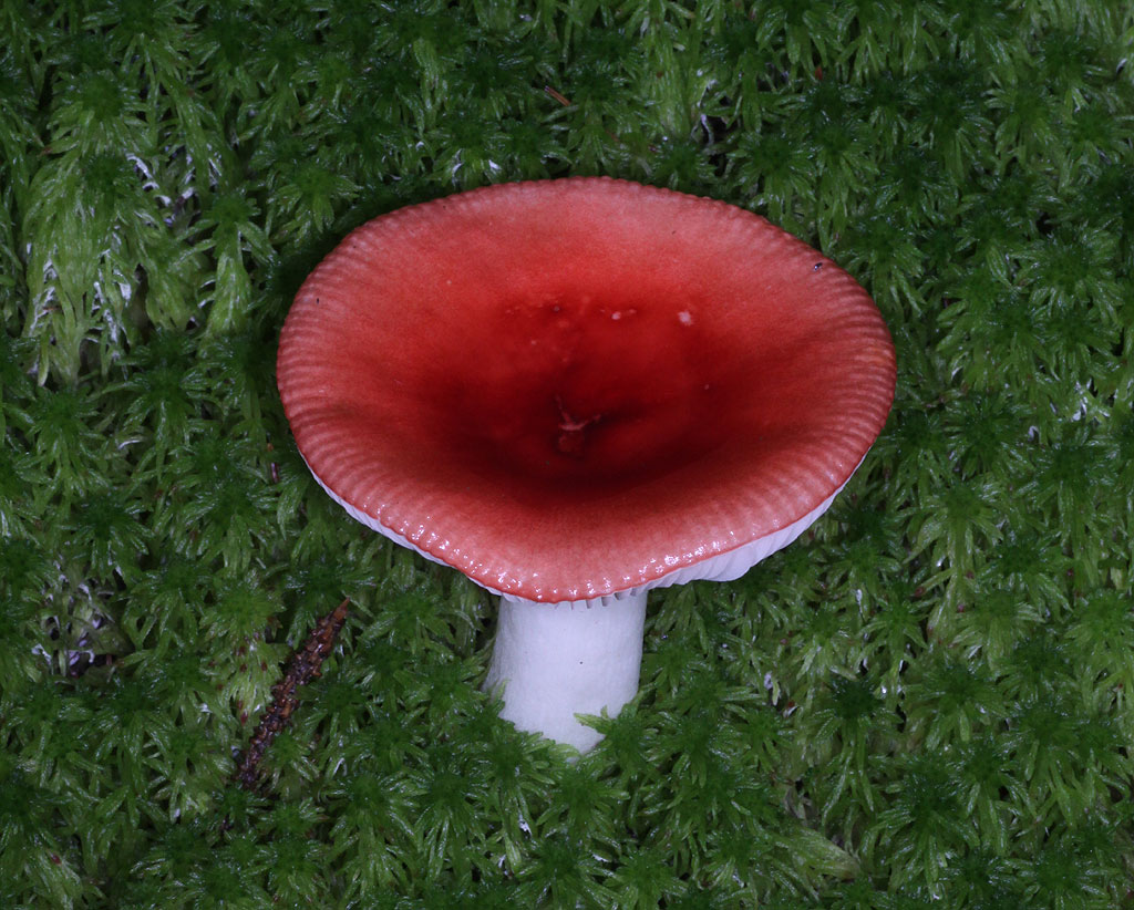 Copyright: Steve Terry