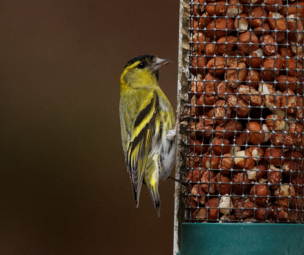 Copyright: Steve Terry