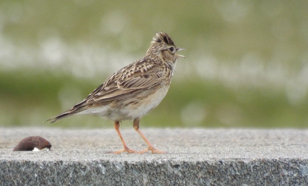 Copyright: Ray Jones