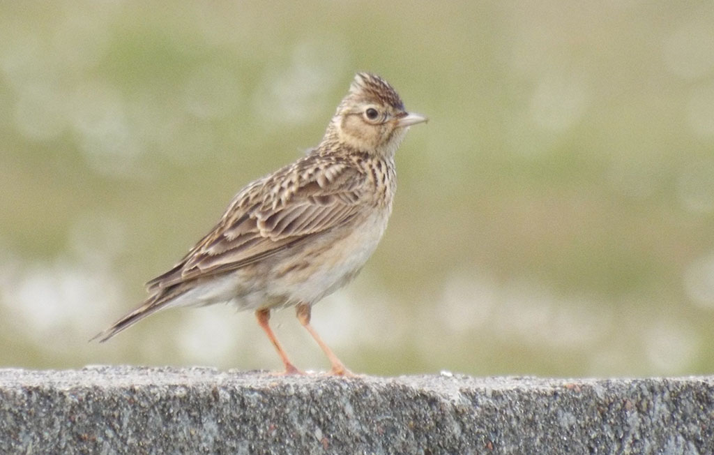 Copyright: Ray Jones