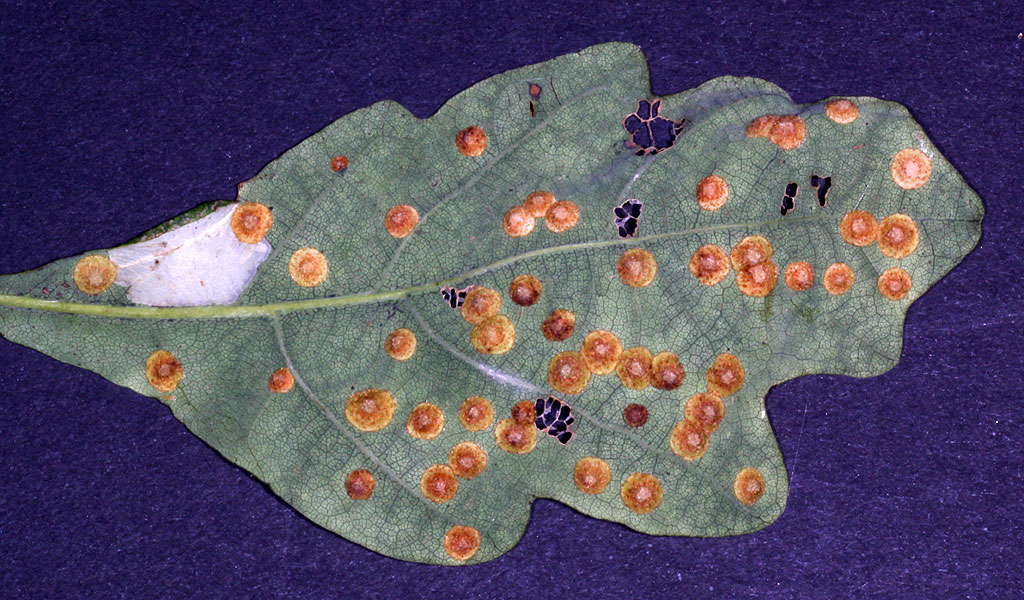 Copyright: Steve Terry