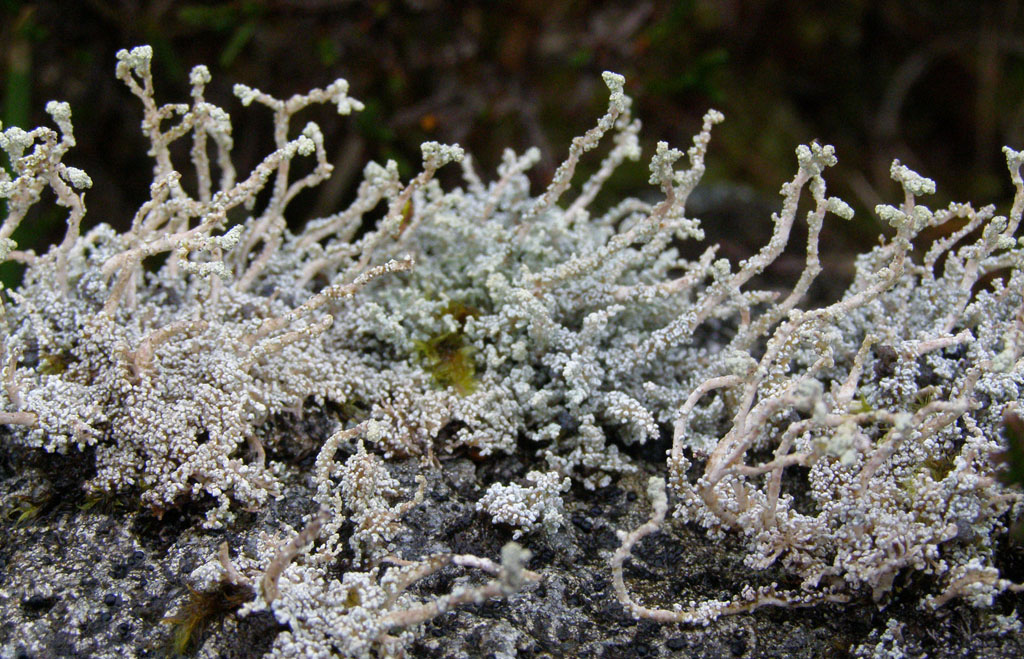 Copyright: Steve Terry