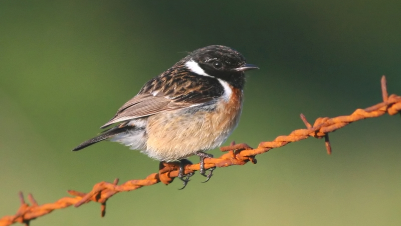 Copyright: Ken Billington