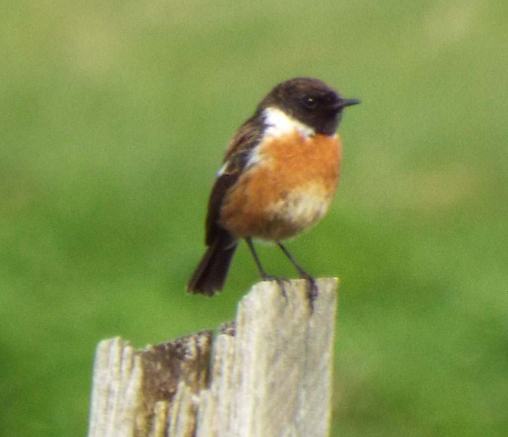 Copyright: Ray Jones