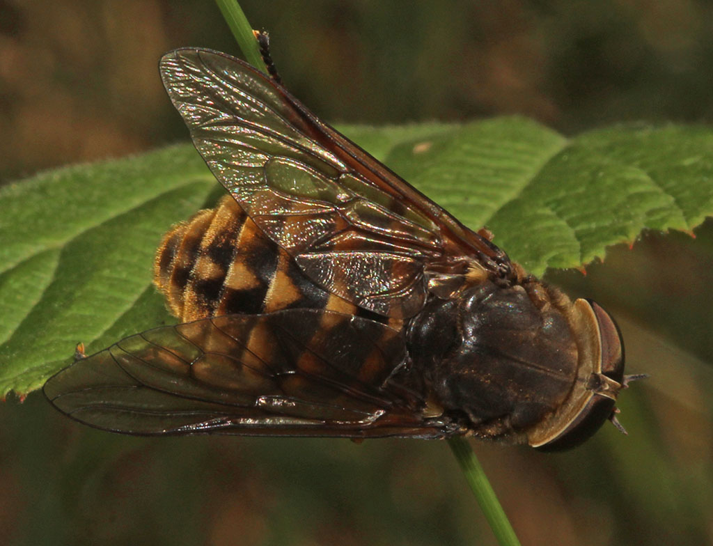 Copyright: Steve Terry