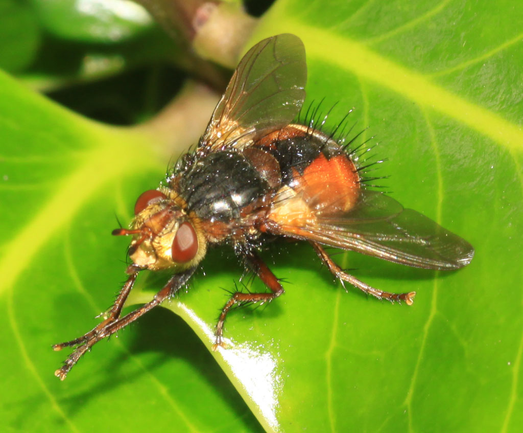 Copyright: Steve Terry