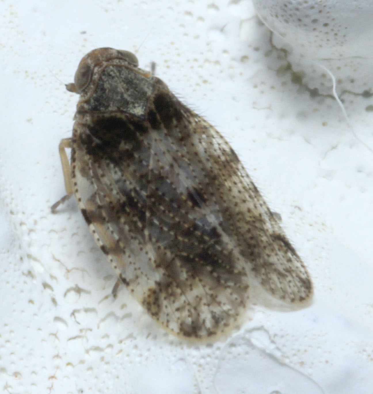 Copyright: Steve Terry