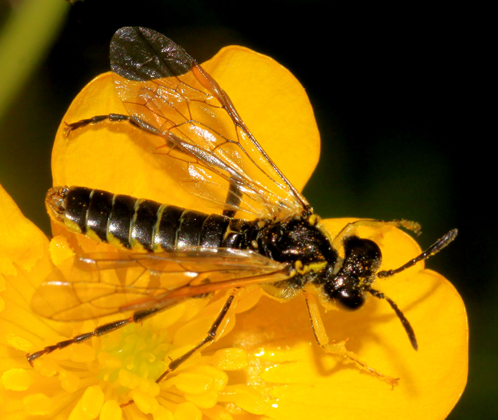 Copyright: Steve Terry