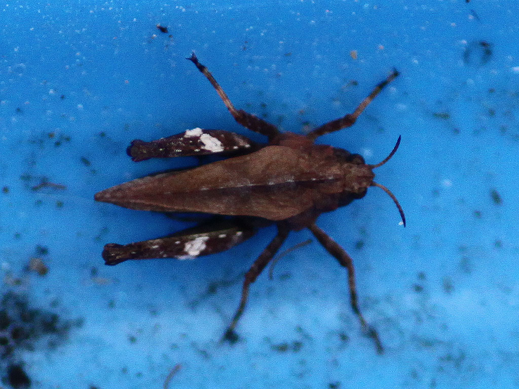 Copyright: Steve Terry